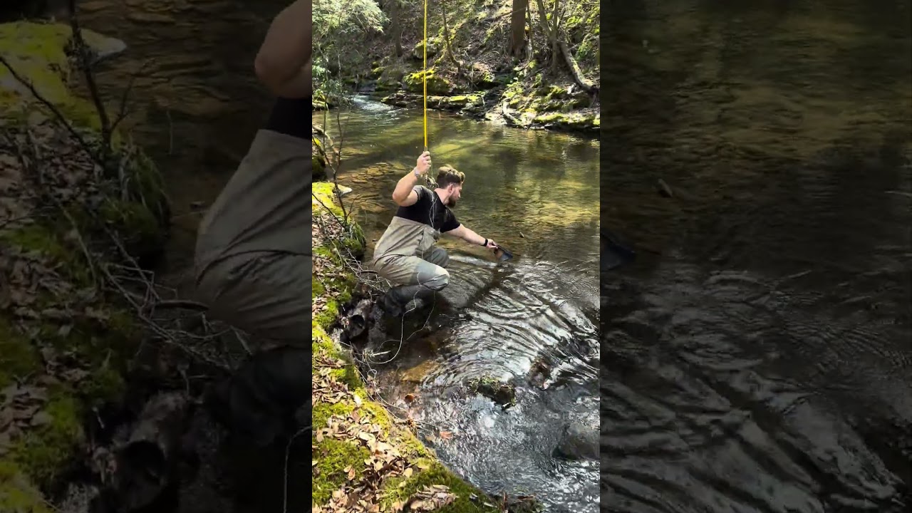 Beautiful Native Brook Trout in the Mountains 