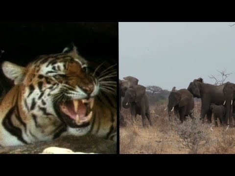 Video: Informe De WWF Muestra Que Las Poblaciones De Animales Cayeron Un 60 Por Ciento Entre 1970 Y