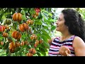 A buddy who cures hearts | Gambooge |දකුණෙ රස ලෝකෙටම | Poorna - The nature girl |