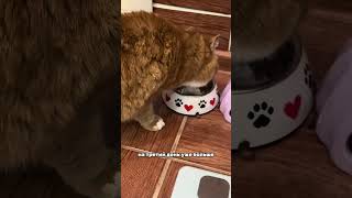 вот артикул, кому надо 👇🏼#WW140943 копируй и вставляй на WB