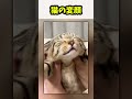 猫の変顔