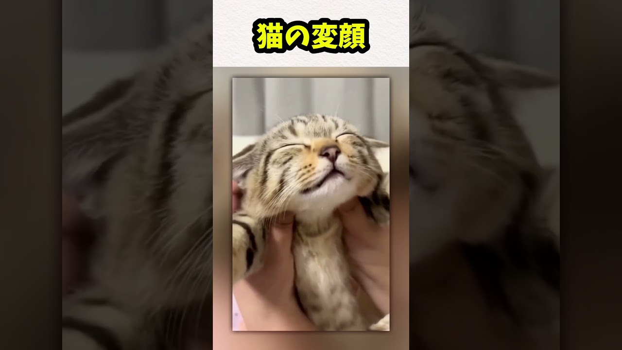 猫の変顔