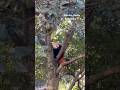 #КРАСНАЯ#ПАНДА#АВСТРАЛИЯ#дикаяприрода#бамбук#животные#милота#redpanda#cuteanimals#wildlife#bamboo#au