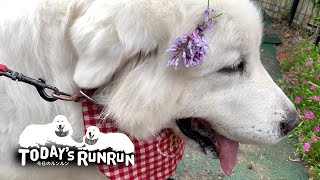 お父さんを待ちわびるルンルンと、ルンルンに会うのが楽しみなお父さん　Great Pyrenees　グレートピレニーズ