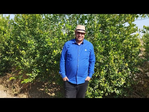 زراعة وإنتاج أشجار الليمون في المملكة العربية السعودية الفيديو الاول