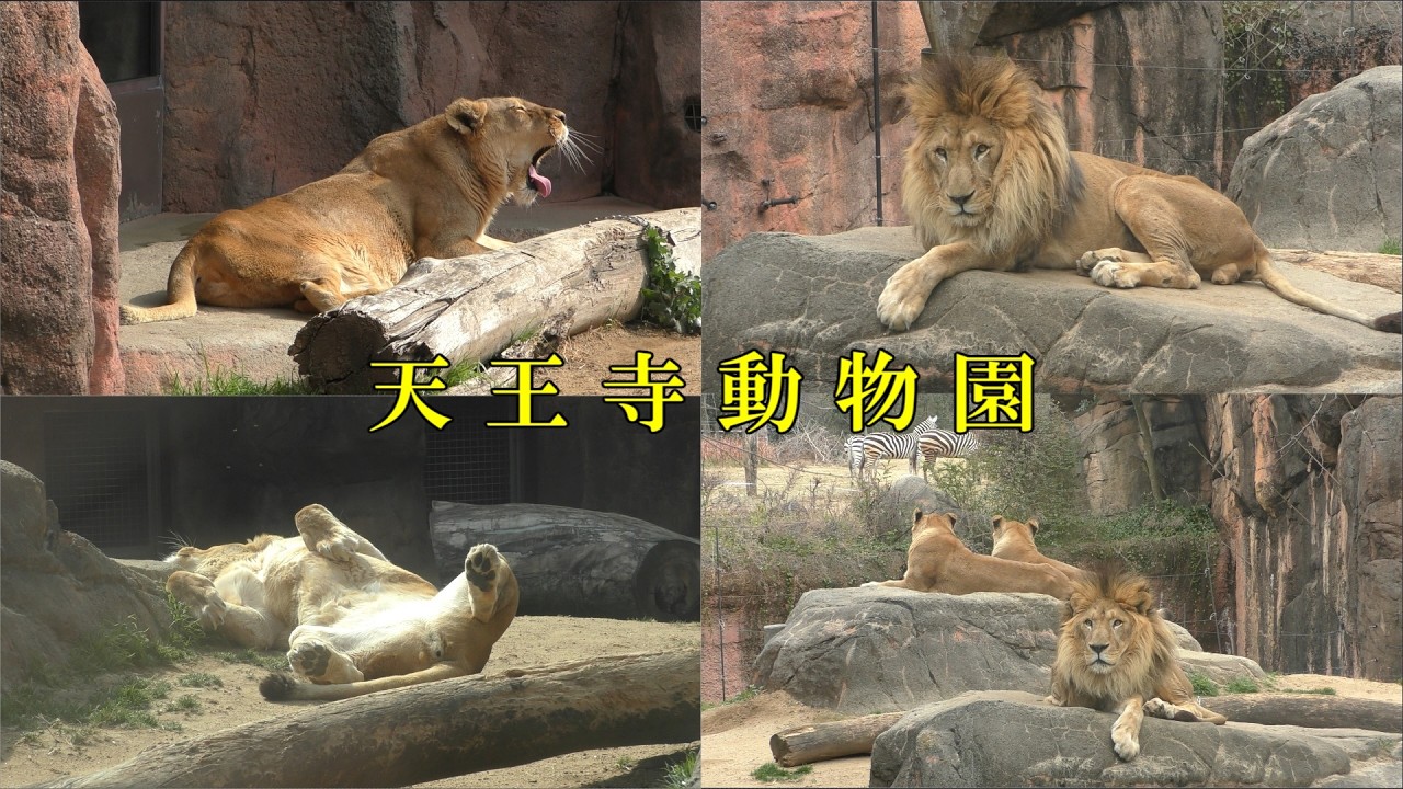 天王寺動物園】 ライオンのファミリー（260220） - YouTube