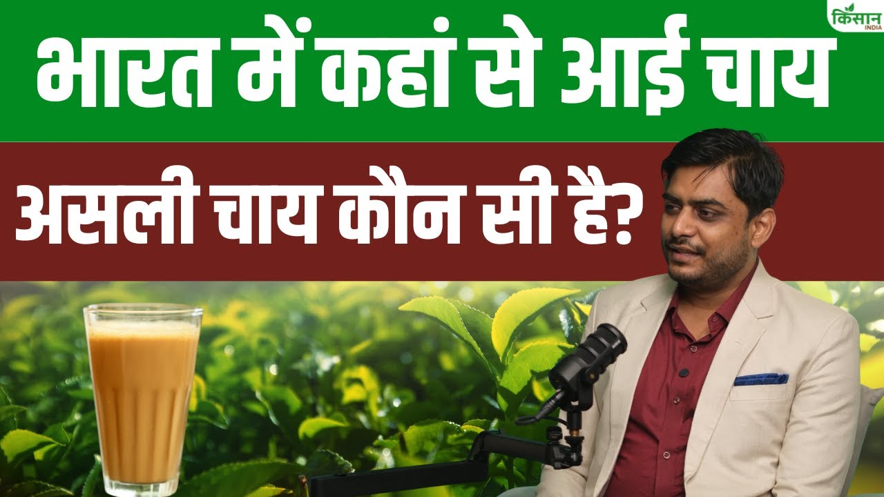 Indian Tea History in Hindi: भारत में चाय की कहानी,  असल में कहां से आई चाय?