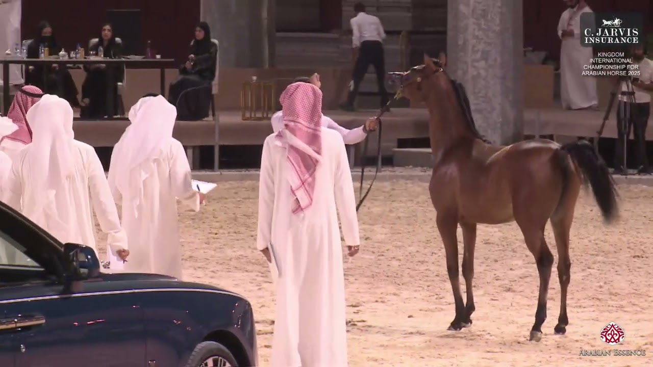 N 29 JAWZAA AL JASRIA   Kingdom International Championship for Arabian Horse 2025   Yearling Fillies