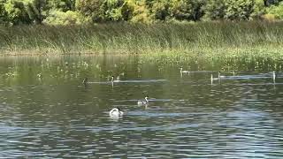 Grebe Nesting Spring 2026 in Cache Creek near Anderson Marsh