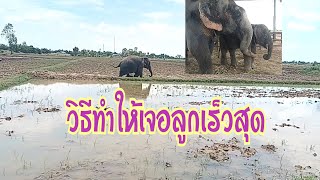 วิธีนี้ทำให้ไปหาลูกคำสิงห์ได้เร็วสุด#ช่องพังขันเงินพลายมงคลน้อย