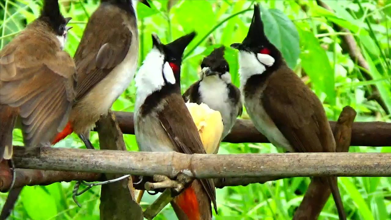 Một Chút Trách Nhiệm Với ''Đam Mê'' Về Dòng Chim Chào Mào Này Của Mình.