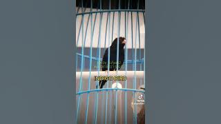 Bird Village Indigo gacor
