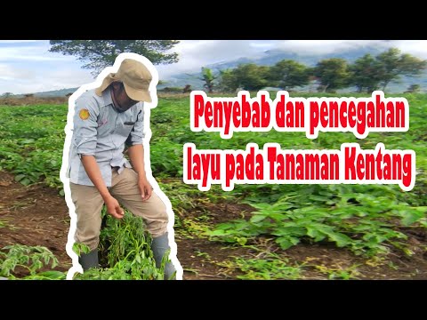 Video: Penyakit Kentang