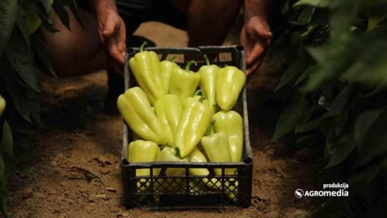 Otkrivamo kako POVRTARSTVO može da bude ISPLATIVO