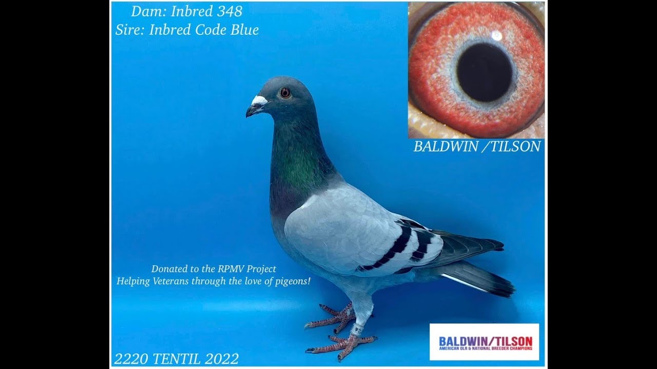 Racing Pigeons Thomas F. Baldwin Jr. Donated a Tentil Racing Pigeon Cock for RPMV Breeding Program