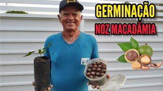 FORMA MAIS FÁCIL DE GERMINAR A NOZ MACADÂMIA