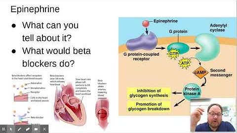 Chapter 45: The Endocrine System, Part 1