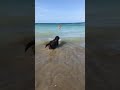 Dog At Sea