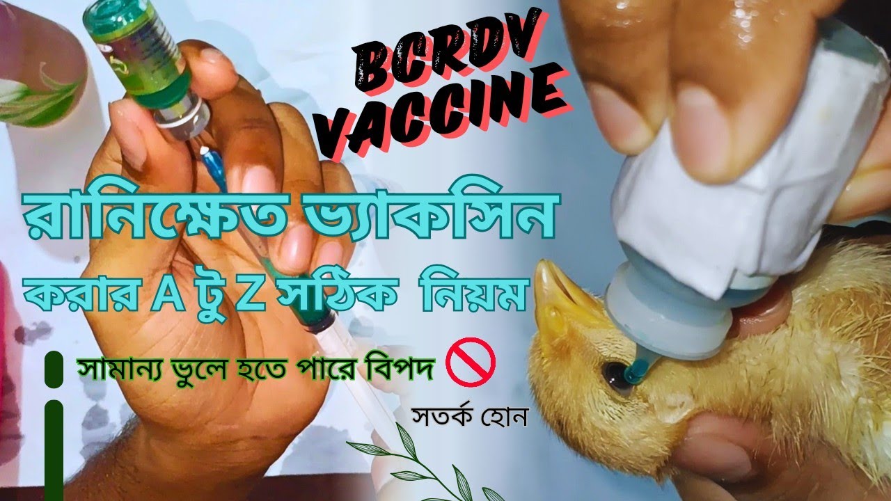 যেকোনো মুরগির বাচ্চাকে রানিক্ষেত ভ্যাকসিন করার সহজ নিয়ম || ২০২৪ || BCRDV || Bird's Agro ||