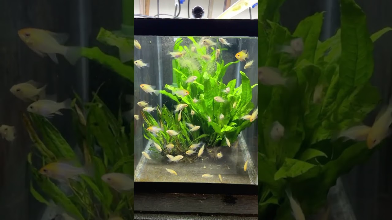 Let’s Feed Some Of My Homebred Rams! #fishbreeding #fishroom #dwarfcichlid #fishkeeping