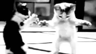 رقص القطط علئ حمود حبيبي حمود