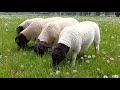 What do Dorper Sheep Eat?