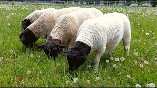 What do Dorper Sheep Eat?