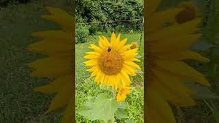 more of the bees in my sunflower row! so so pretty! #gardening