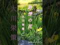 ♪︎路傍の花# 大川栄策 #昭和歌謡