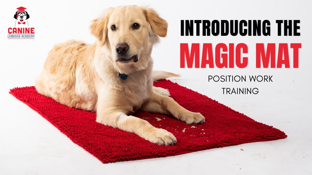 Introducing the Mat, for teaching your dog to Settle on The Magic