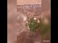 لإنزال الجنين الميت بمكون واحد و هو المعدنوس أقسم بالله مجربة مني شخصيا لإنزال الجنين الميت بمكون واحد و هو المعدنوس أقسم بالله مجربة مني شخصيا