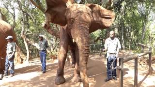 Elephant Roaring