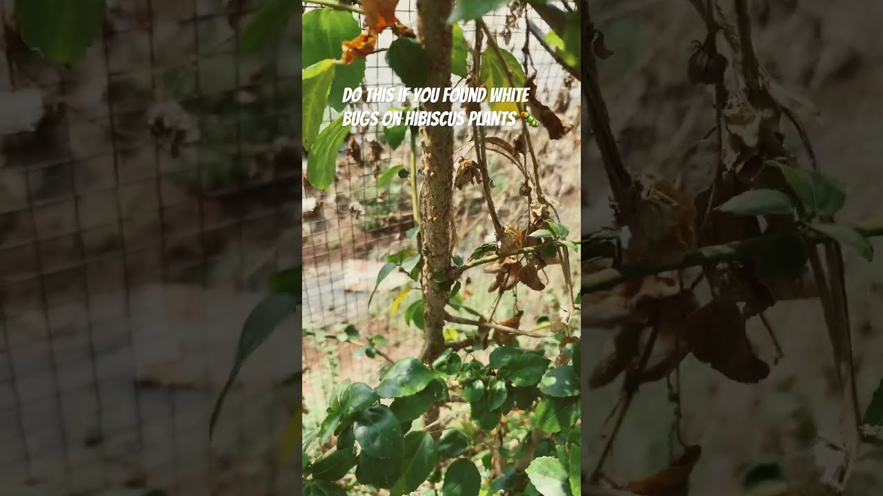 Do This If You Found White Bugs On Hibiscus Plants Gardening Youtubeshorts Shorts Viralvideo