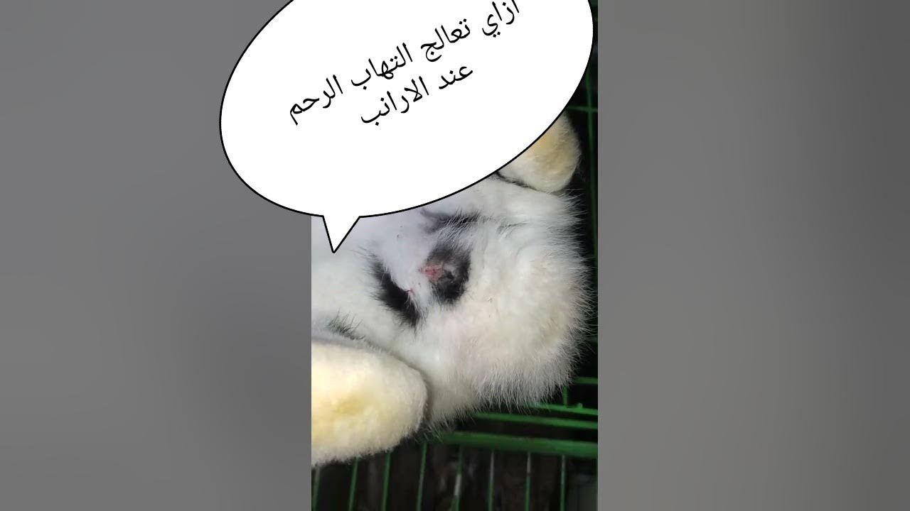 ازاي تعالج التهاب الرحم عند الارانب وببلاش