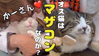 元ボス猫もマザコン母さん大好きの保護猫たちがデレデレすぎます