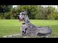 Great Dane Dog Pros &amp; Cons مميزات وعيوب الكلب الدانماركي الضخم