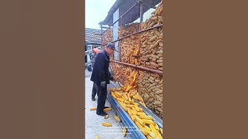 Large scale corn harvesting- Good tools and machinery can increase work efficiency