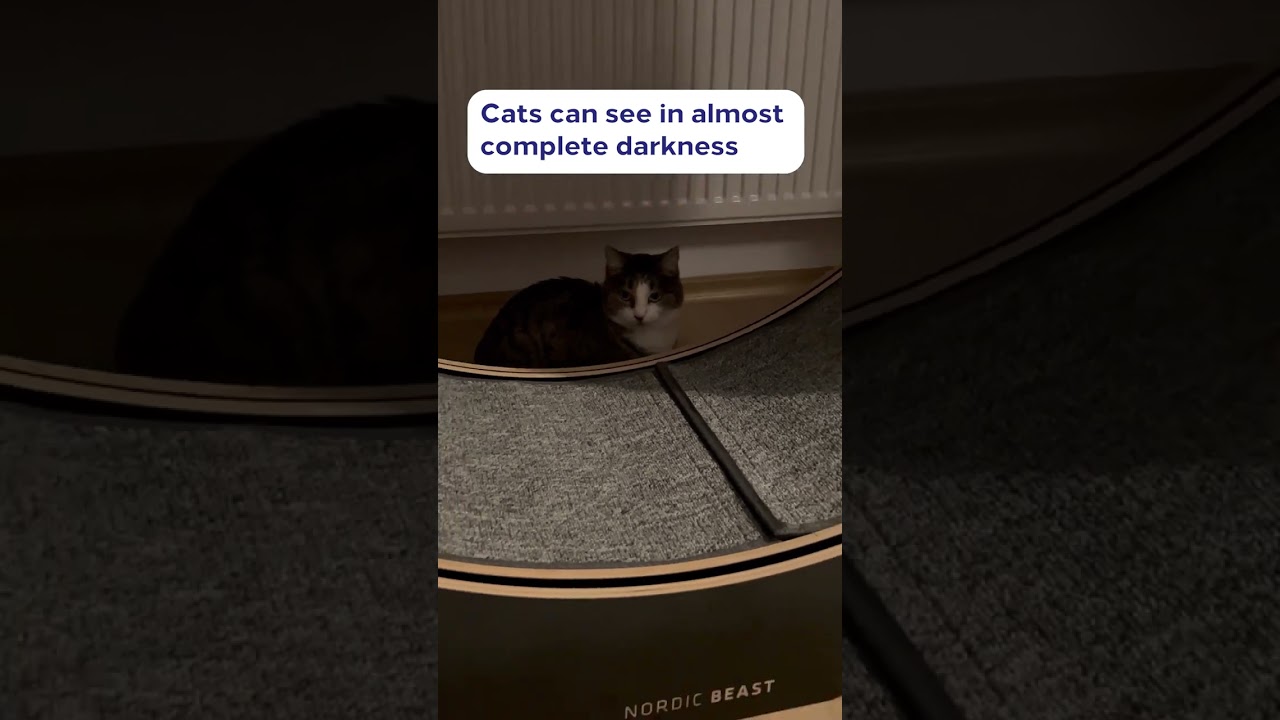 Why do cats see in complete darkness? 