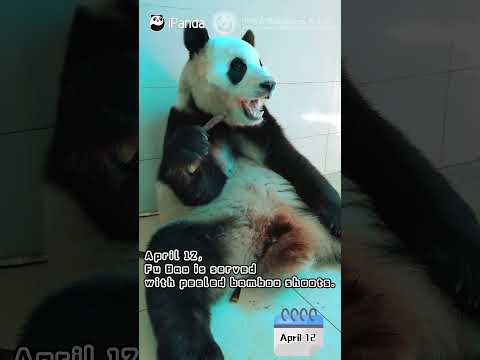 푸바오 4월12일 먹방  #panda #푸바오