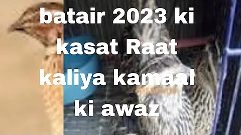 July 11, 2023ki best kasat Raat kaliya kamaal ki awaz common Quail calling