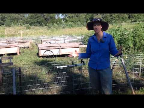 Pasture-Raised Rabbit Paddock System, Julie Engel, WI