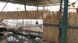 Elmabaş Sesi (Gerçek Ördek Sesi)