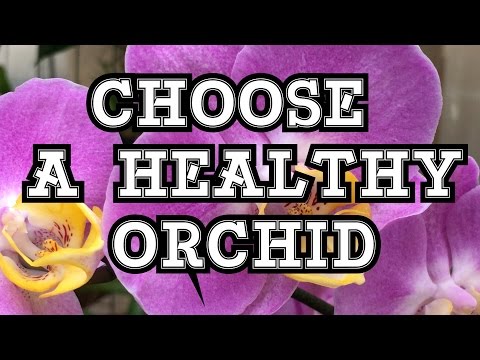 Video: How To Choose The Right Phalaenopsis
