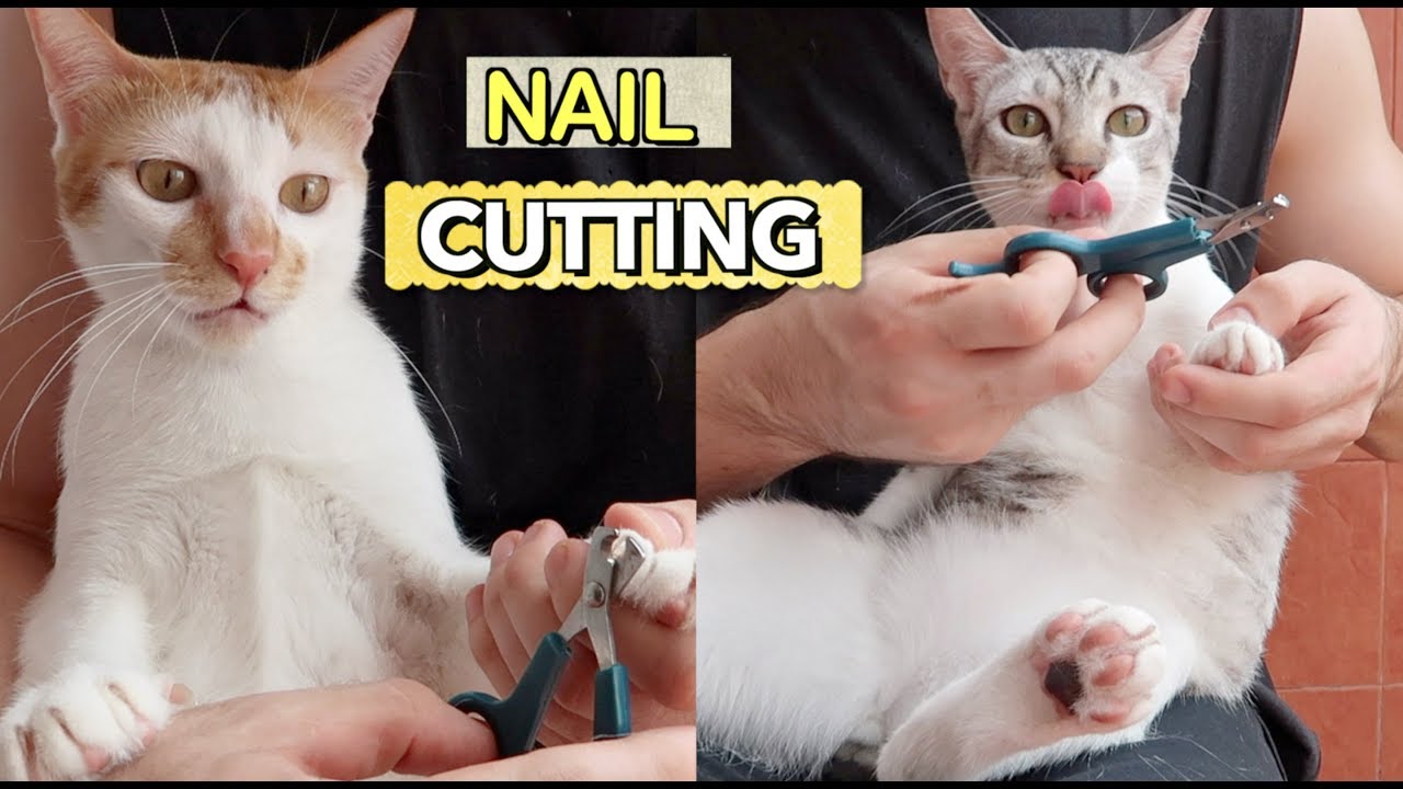kitten lady badger Grooming & Cutting Nails for the MOST BEHAVE BROTHERS 😇😍