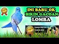 Masteran Burung Lomba Full Isian Mewah