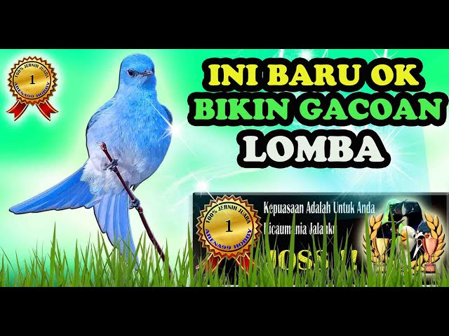 Masteran Burung Lomba Full Isian Mewah class=