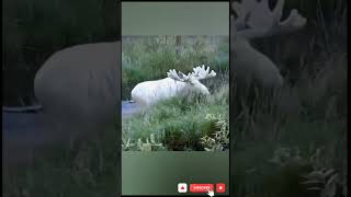 “The Skinwalker Mystery 👁️ | Dark Secrets of the Forbidden Creature | Secret Mythical”