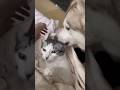 猫を叩き起こすハスキー #シベリアンハスキー #ハスキー #猫