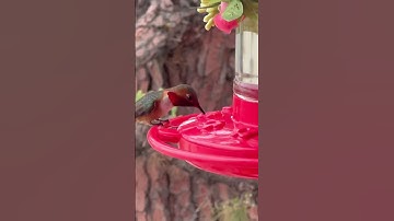 The Surprising Secret That Attracts Hummingbirds Like Candy