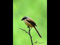 棕背伯勞 Long-tailed Shrike #birds #wildlife #nature #birdingparadise #birdwatching  #4k#birdphotography